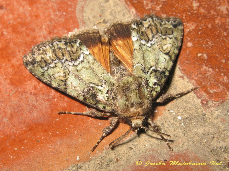 Polyphaenis sericata - Noctuidae